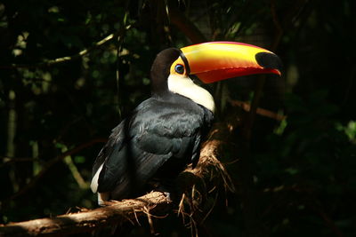 Close-up of bird perching outdoors