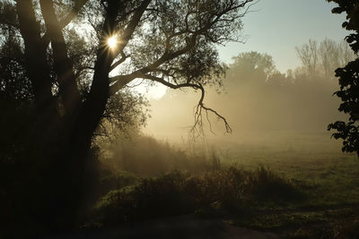 Sunlight streaming through silhouette trees on field against sky at sunset