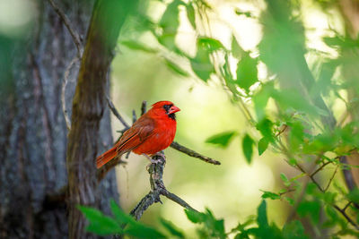 Bird perching on branch