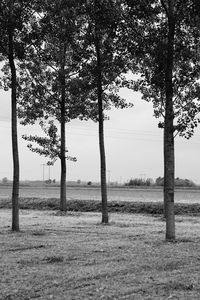 Trees on field against sky