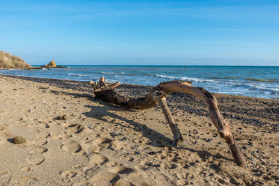 Driftwood on beach against sky