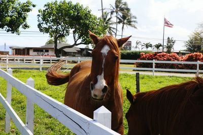 Horses standing on field