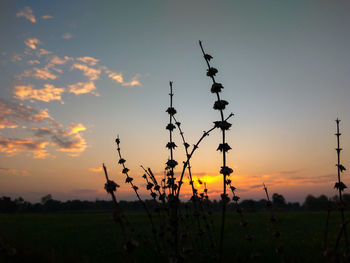 Silhouette plants on field against sky during sunset