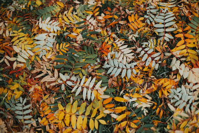Full frame shot of maple leaves during autumn