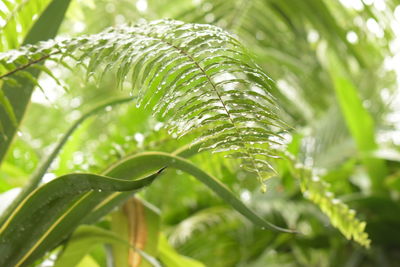 Close-up of wet plant leaves