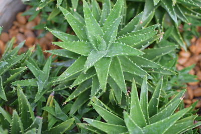 Close-up of wet plant leaves