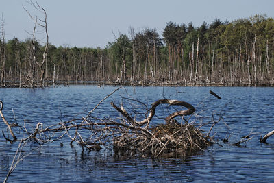 View of birds in lake