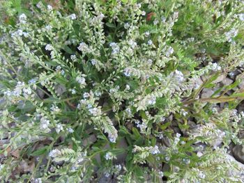 Full frame shot of white flowers