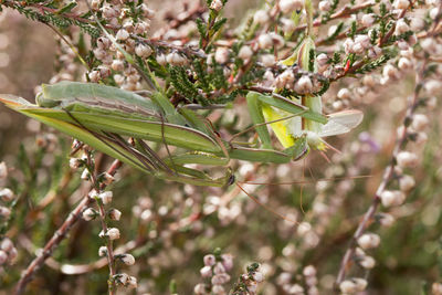 Close-up of flowering plant