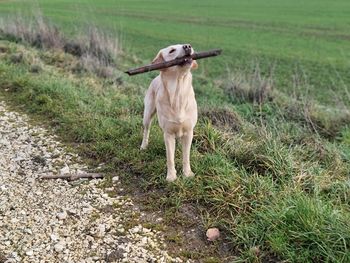 Retriever standing on field