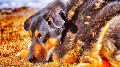 Close-up of dog