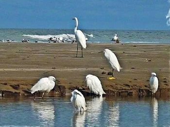 Birds in water