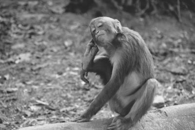 Close-up of monkey scratching at field