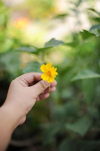 Close-up of hand holding yellow flowering plant