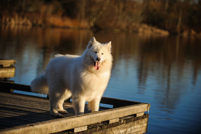 Close-up of dog by lake