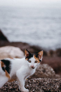 Close-up portrait of a cat