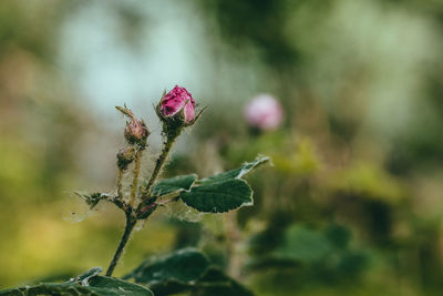 Close-up of pink flowering rose