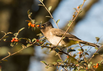 Close-up of bird perching on tree