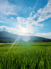 Scenic view of agricultural field against sky