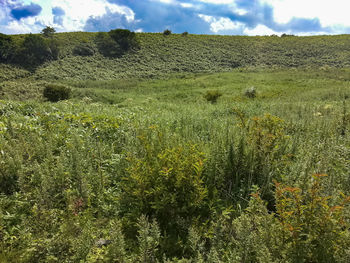 Scenic view of field against sky