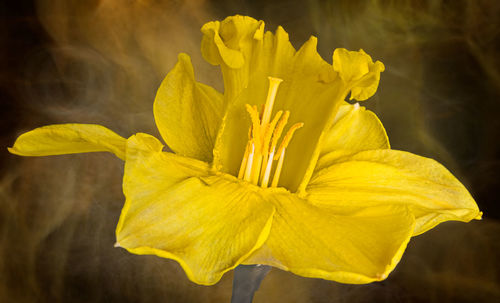 Close-up of yellow day lily blooming outdoors