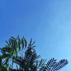 Low angle view of palm trees against clear blue sky