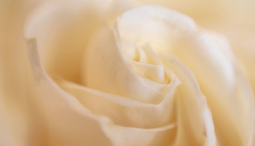 Close-up of white rose
