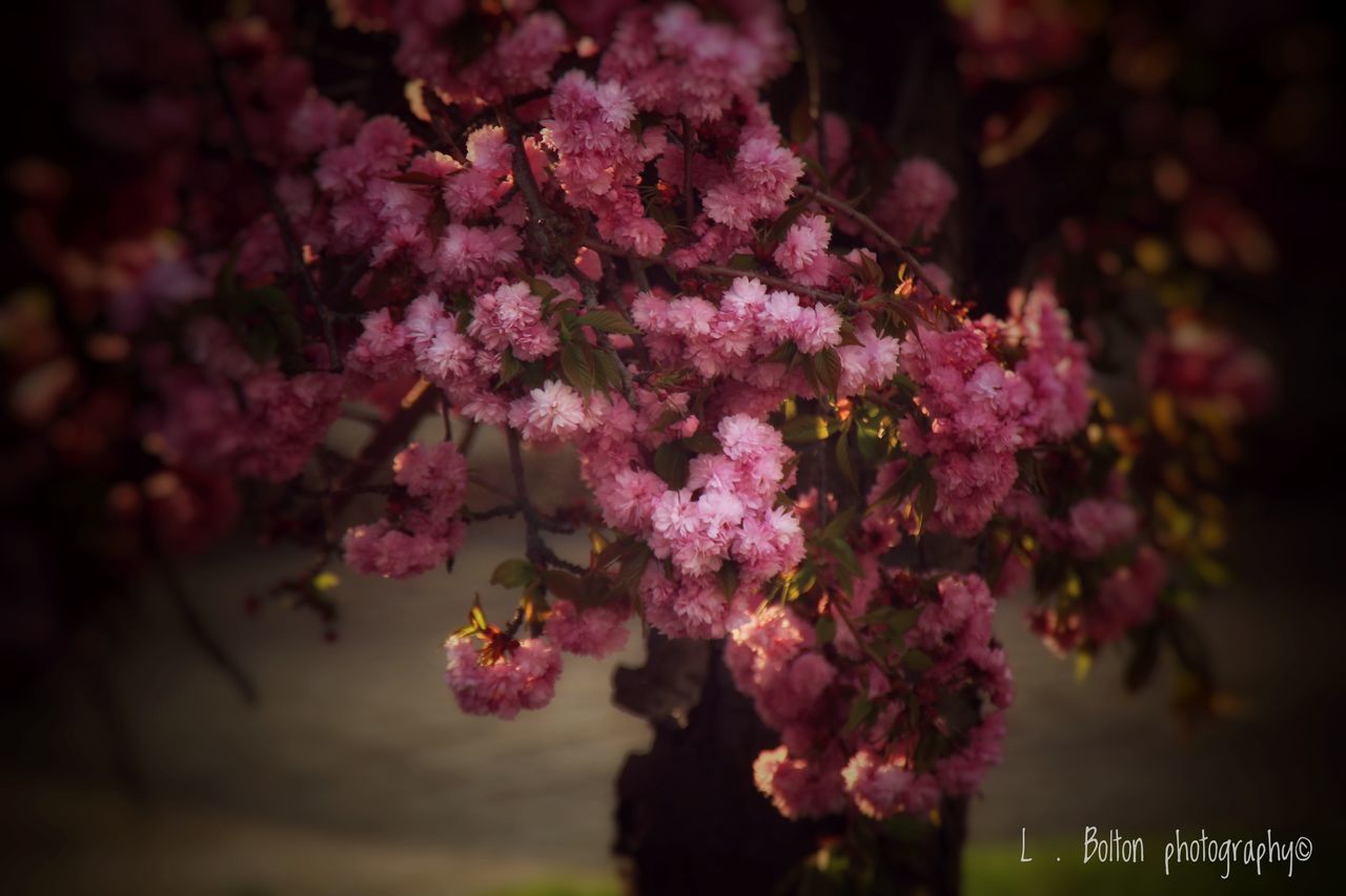 flower, flowering plant, fragility, freshness, vulnerability, beauty in nature, plant, growth, pink color, close-up, nature, selective focus, day, focus on foreground, no people, springtime, outdoors, petal, blossom, botany, flower head, bunch of flowers, lilac, purple, cherry blossom