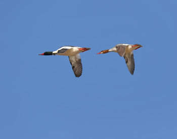 Low angle view of seagulls flying in sky