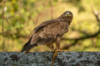 Steppe eagle perched on branch eyeing camera