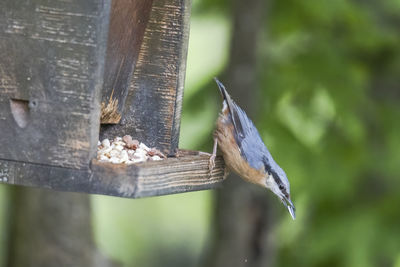 Close-up of a bird against blurred background