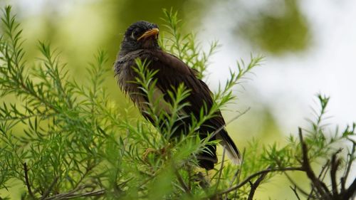 Bird perching on a plant