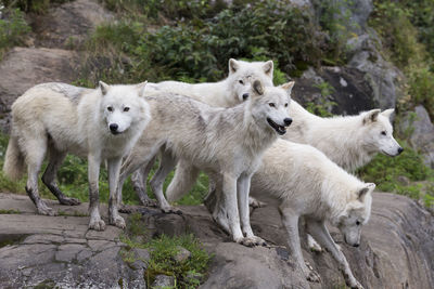 Pack of five adult arctic wolves standing on rocks looking in different directions