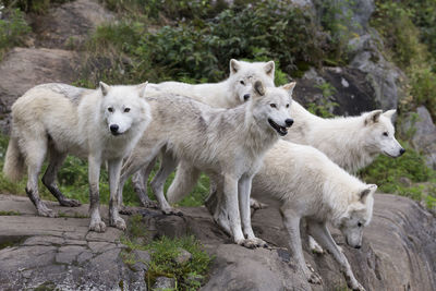 View of two dogs