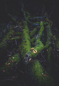 High angle view of moss growing on land