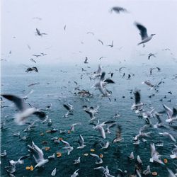 Close-up of seagulls flying over sea against sky
