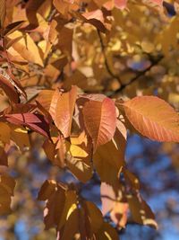 Close-up of autumnal leaves