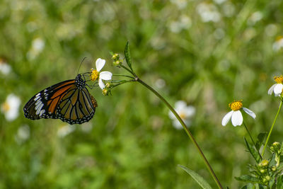 Close-up of butterfly pollinating on flower