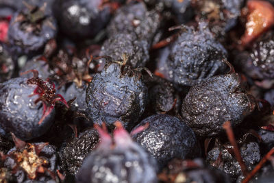 Full frame shot of berries