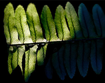 Close-up of fresh green plant