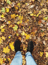 Low section of person standing on yellow maple leaves