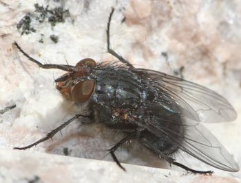 Close-up of grasshopper