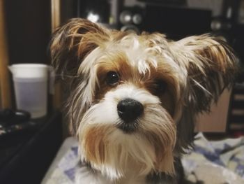 Close-up portrait of dog at home