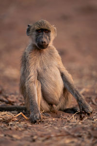 Close-up of monkey