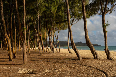 Trees on beach against sky