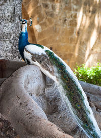 Close-up of peacock perching on rock