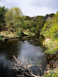 Scenic view of river amidst trees in forest against sky