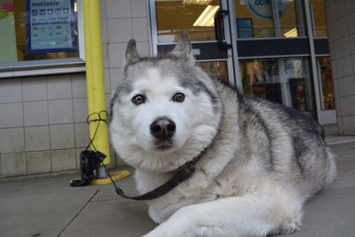 Portrait of dog