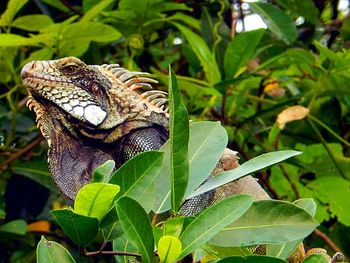 Close-up of lizard on tree