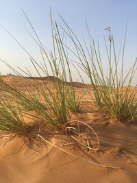 Grass on sand at beach against sky